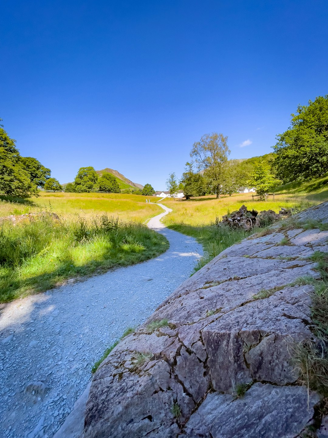 green grass field and trees under blue sky during daytime