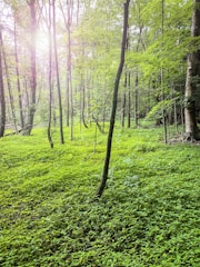 Illustration of a forest with a label showing 142,000+ tons of CO₂ removed