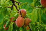 Ripe peaches hang from a branch surrounded by lush green leaves. The fruit's soft pink and orange tones contrast with the vibrant greenery, indicating a thriving and healthy tree.
