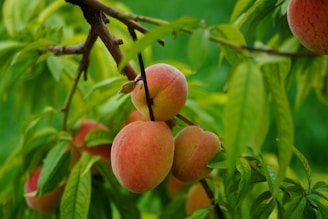A vibrant peach orchard in Thailand.