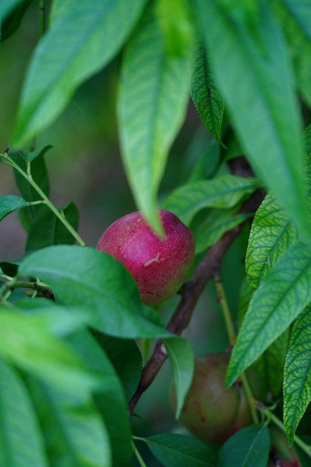red apple fruit on green leaves