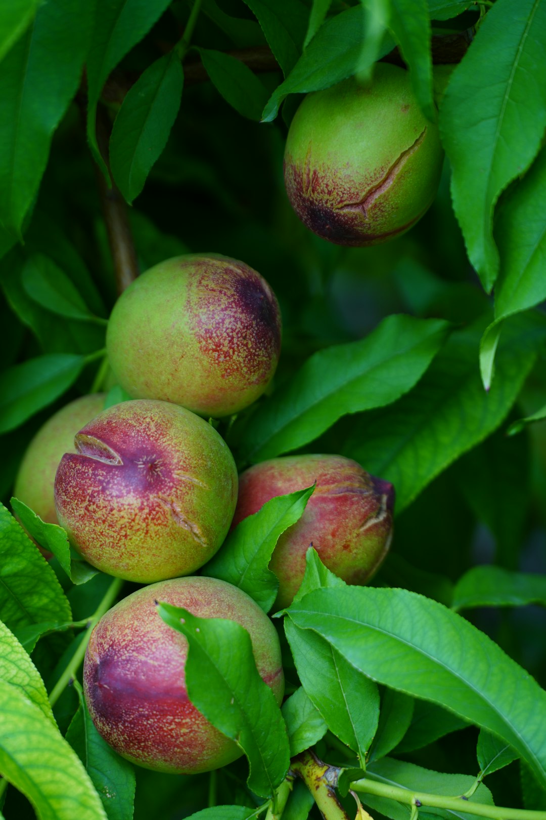 red and green round fruits