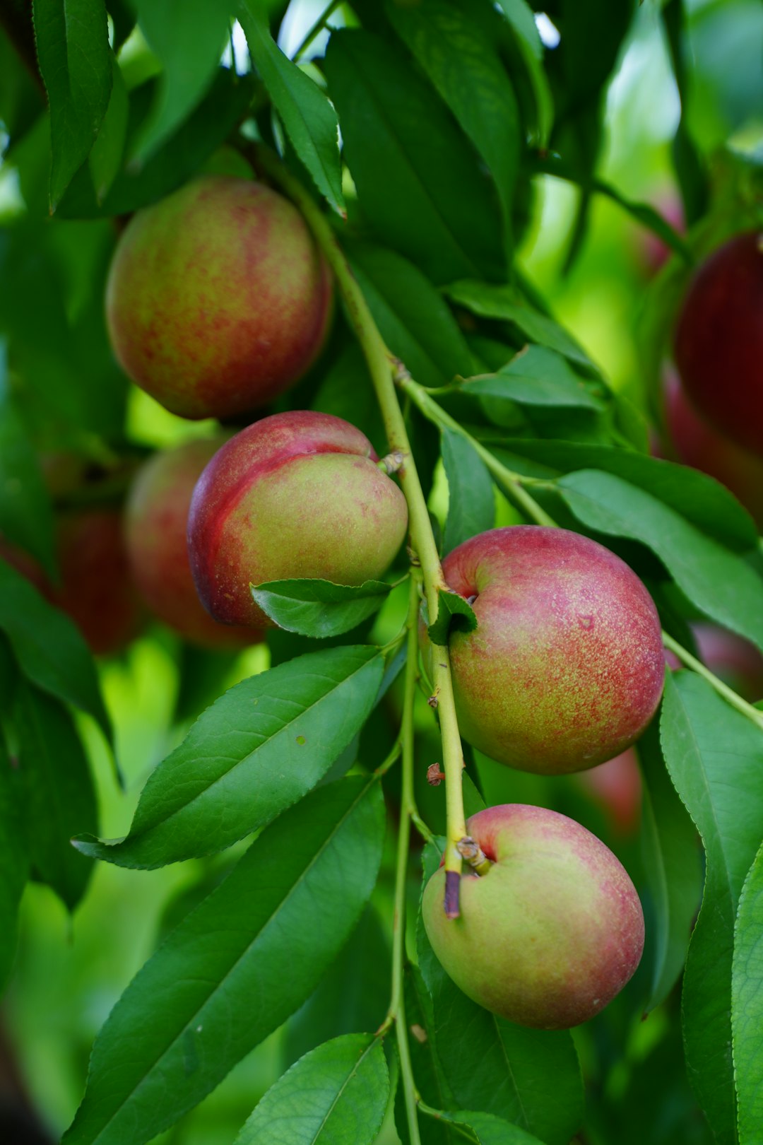 red and green apple fruit