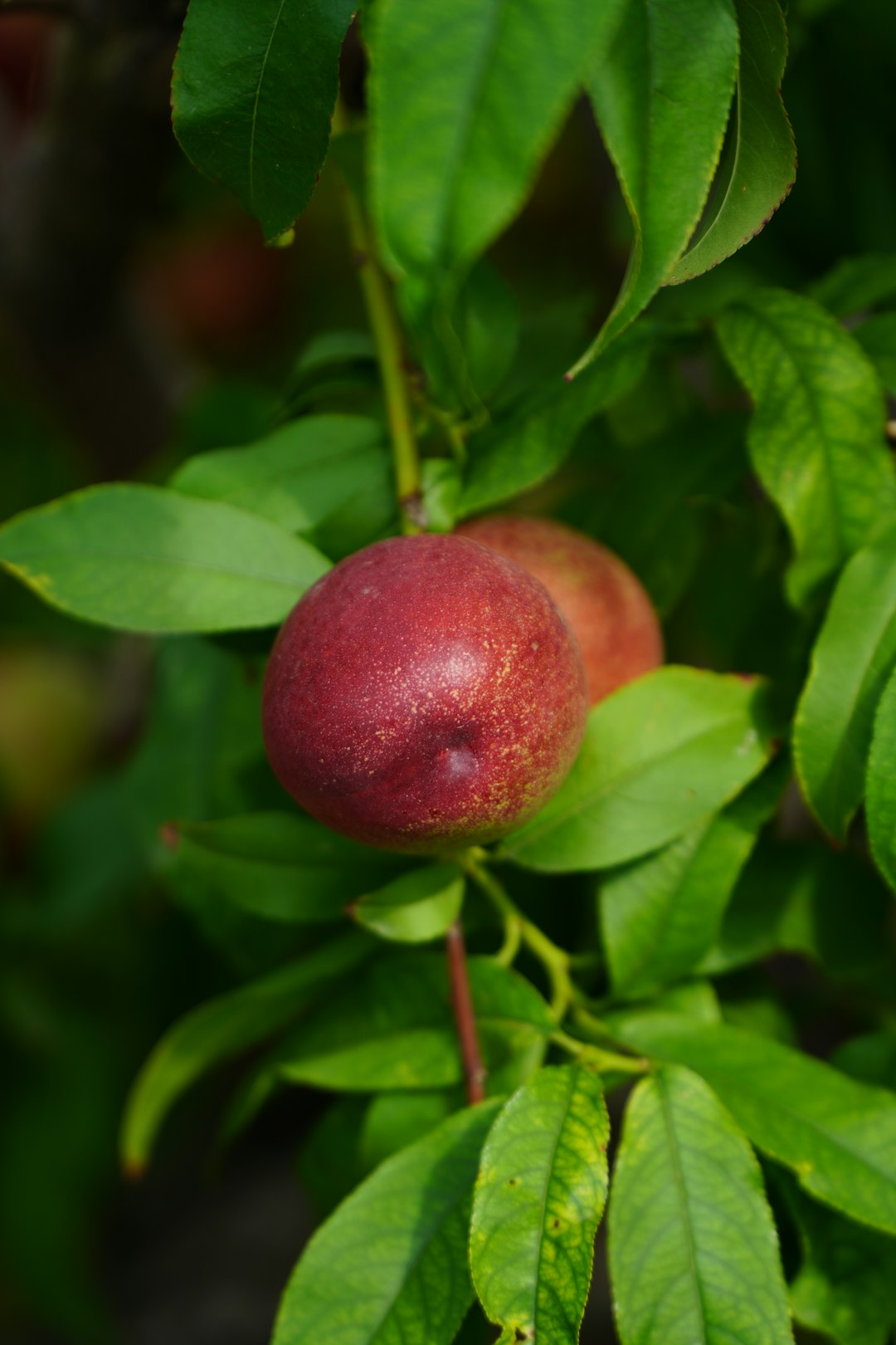 red round fruit on green leaves