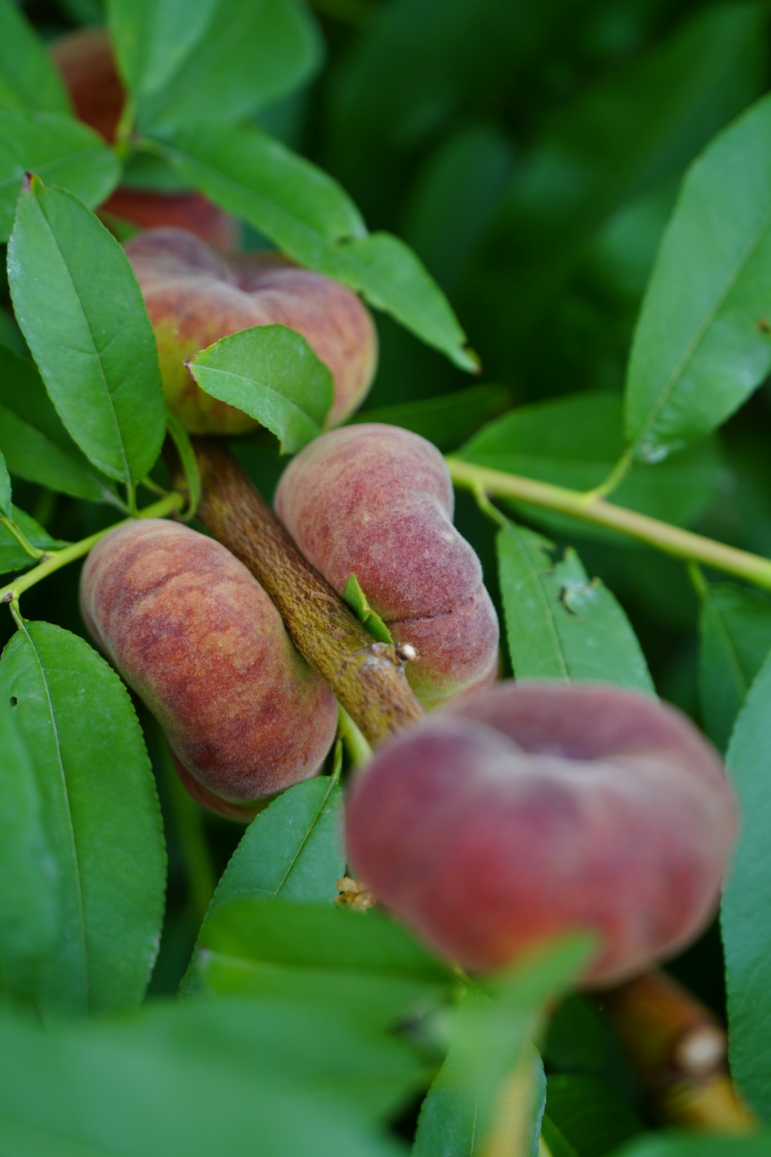 brown round fruit on green leaves