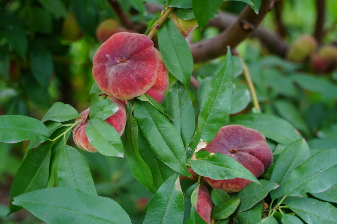 red round fruit on tree branch