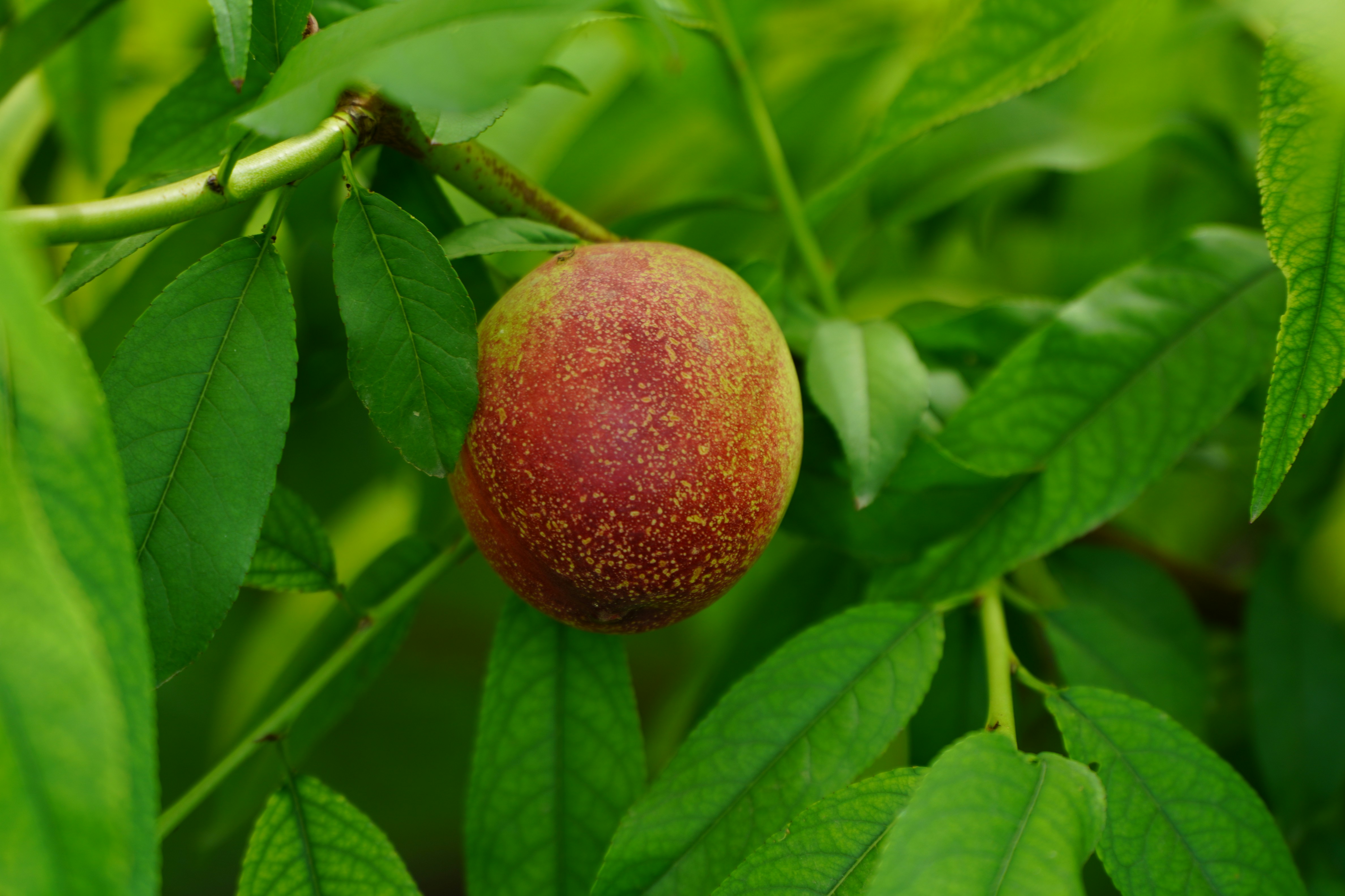Red round fruit on green leaves