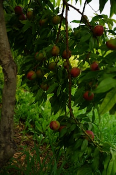 red round fruits on tree during daytime