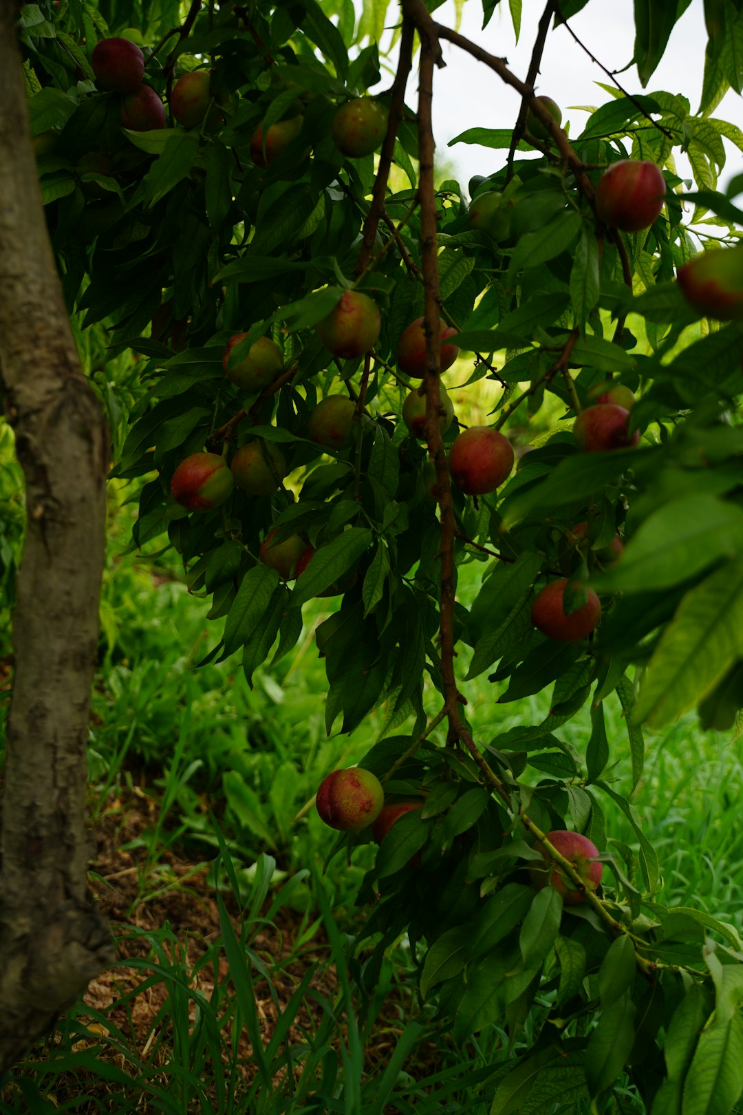 red round fruits on tree during daytime