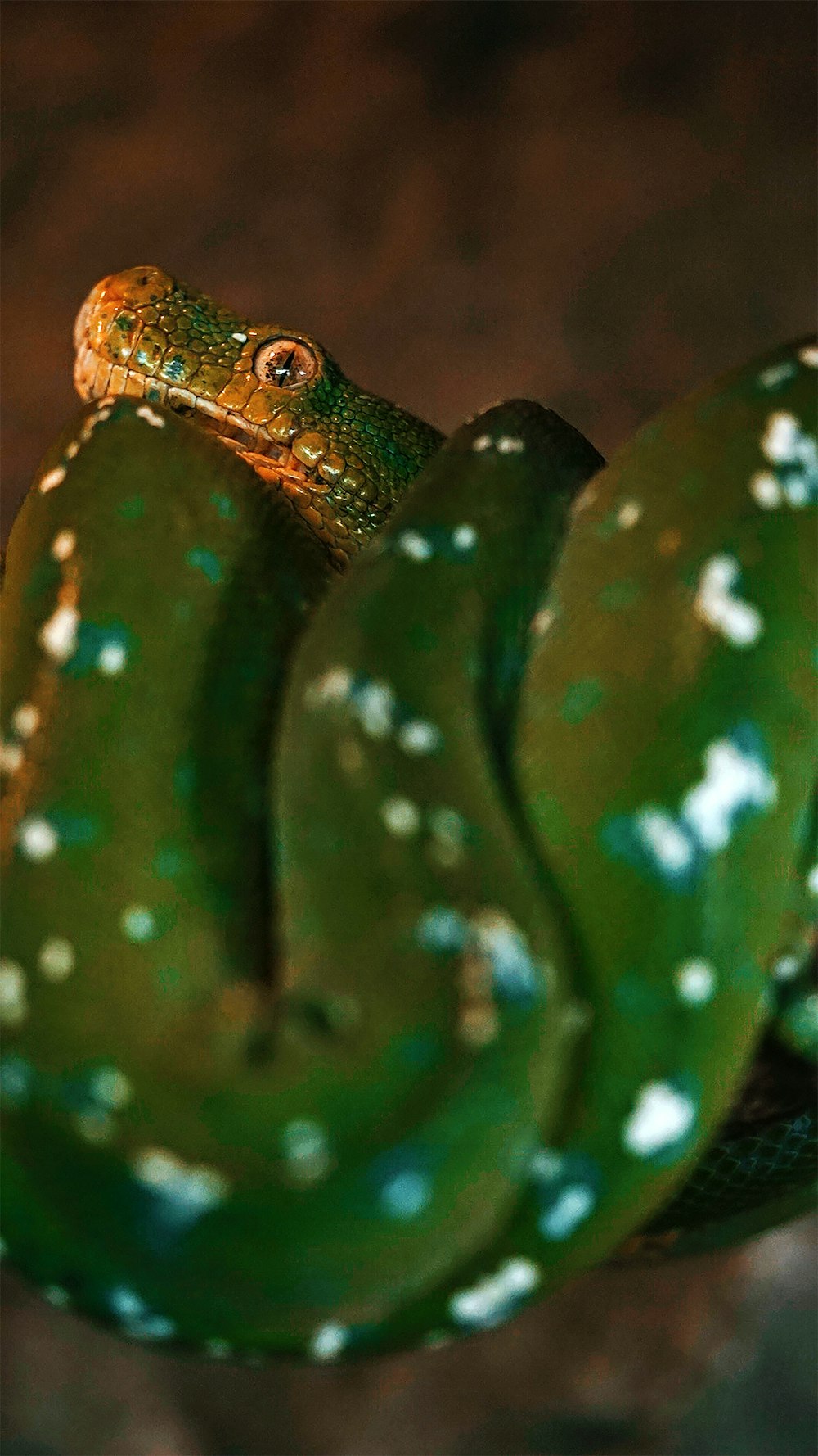 lézard vert et brun sur branche d’arbre brune