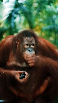 Contest Results! 🦧🦧🦧 orangutansarecool stories