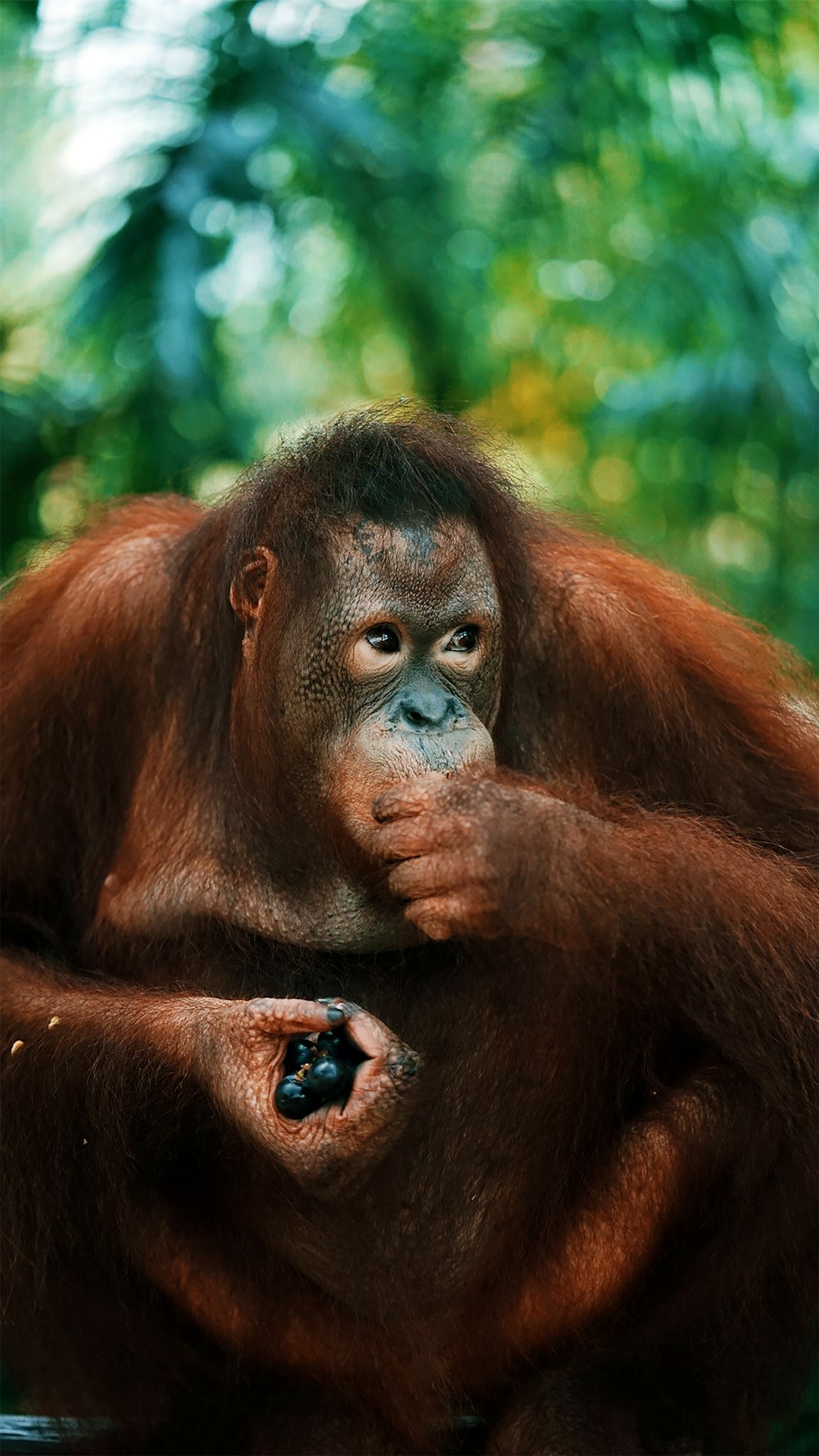 brown monkey on green grass during daytime