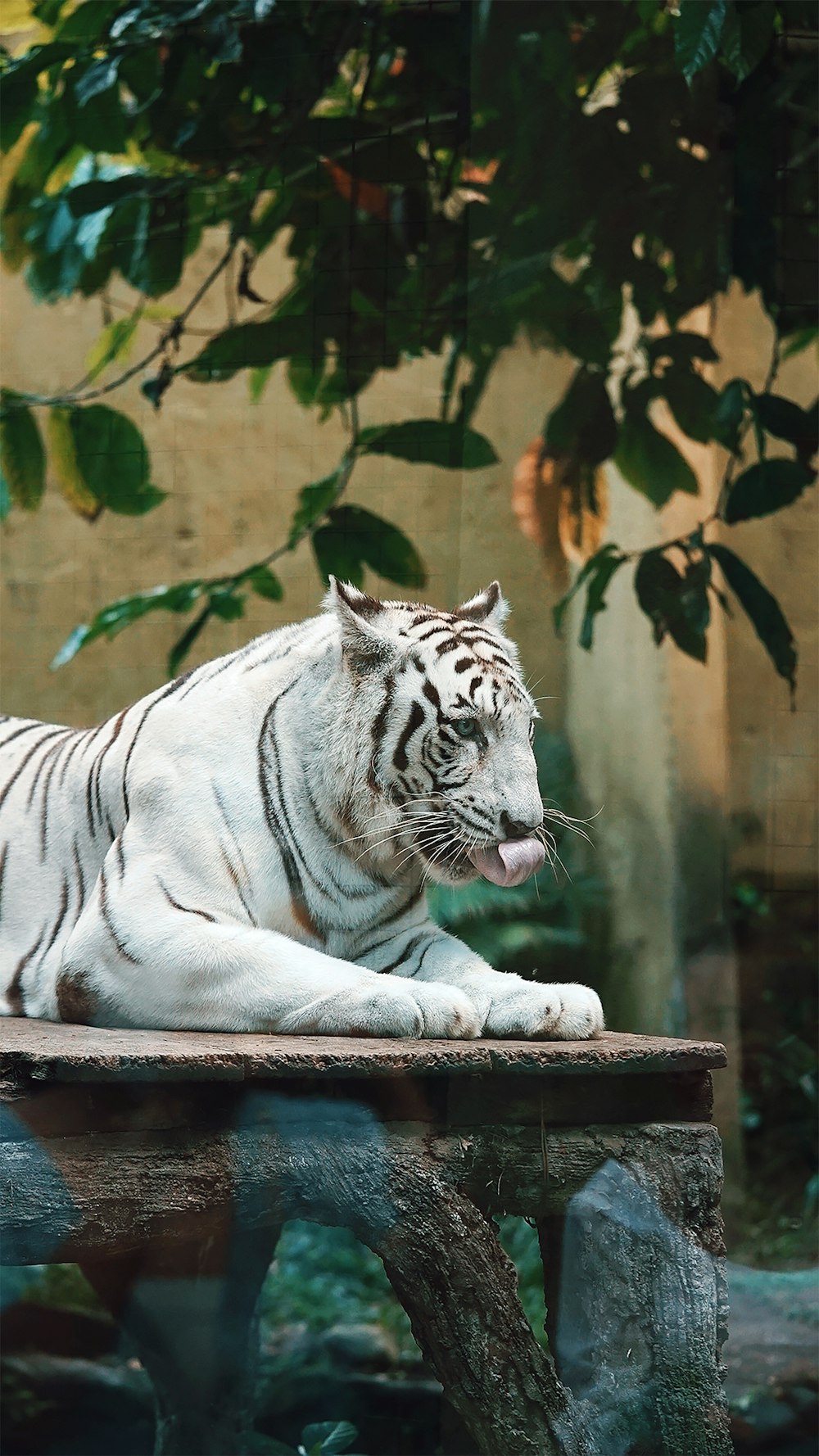 tigre blanc couché sur une table en bois marron