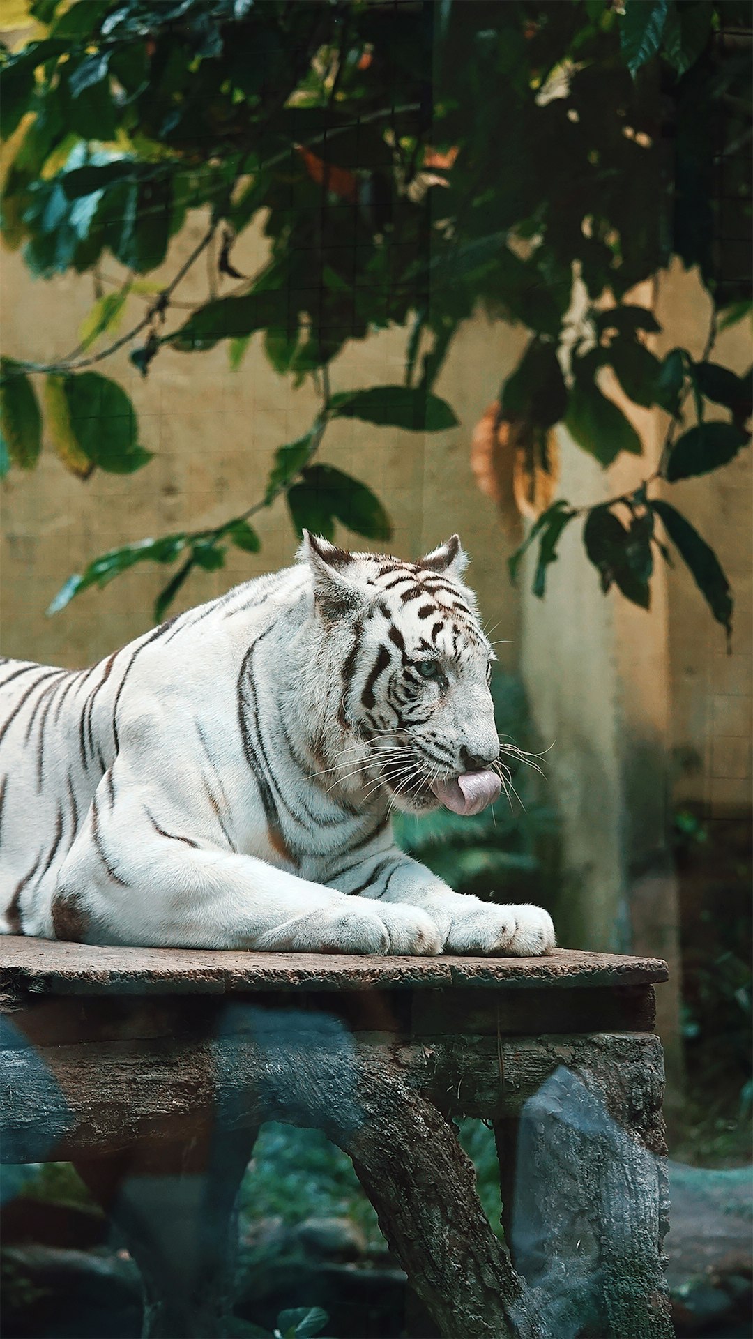 white tiger lying on brown wooden table