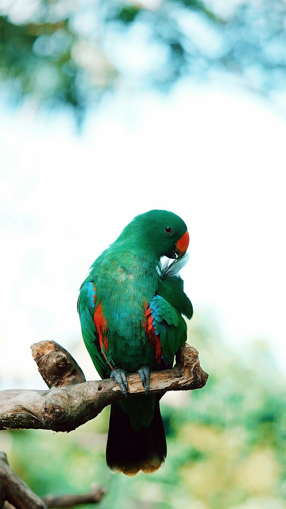 茶色の木の枝に緑と青の鳥