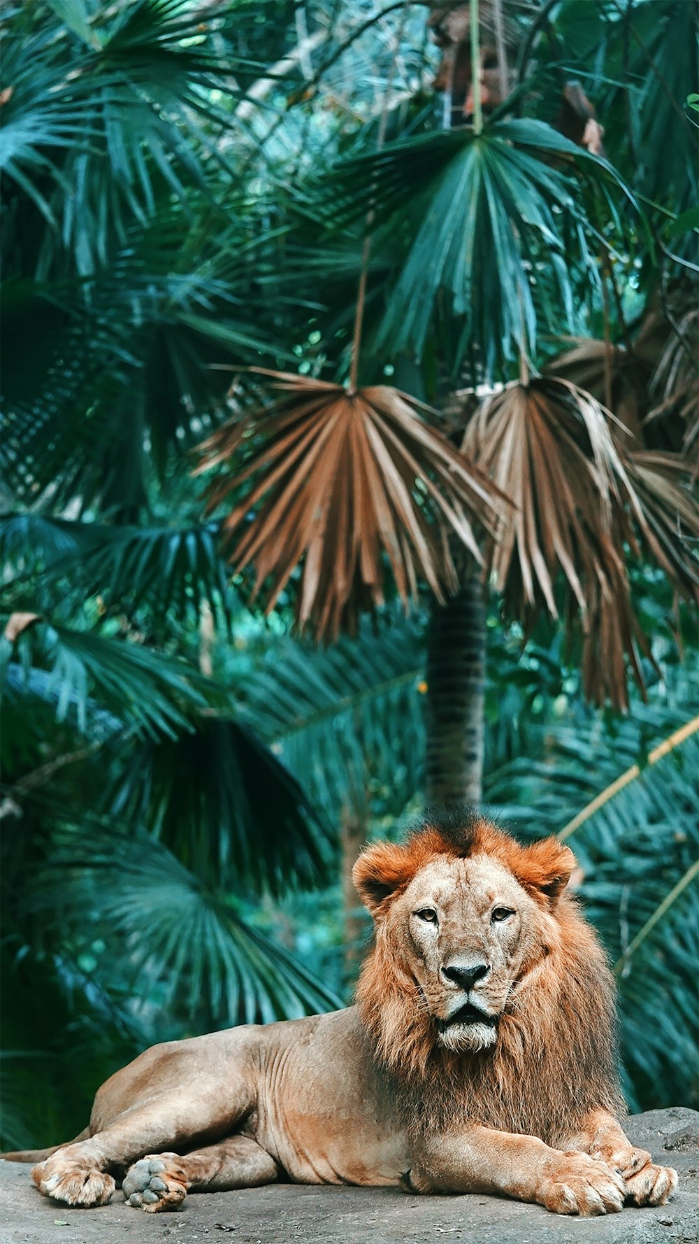 brown lion in green leaves