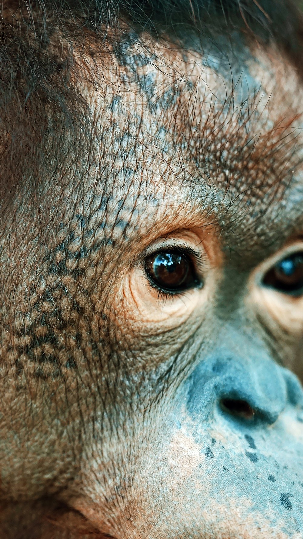 클로즈업 사진의 갈색 원숭이