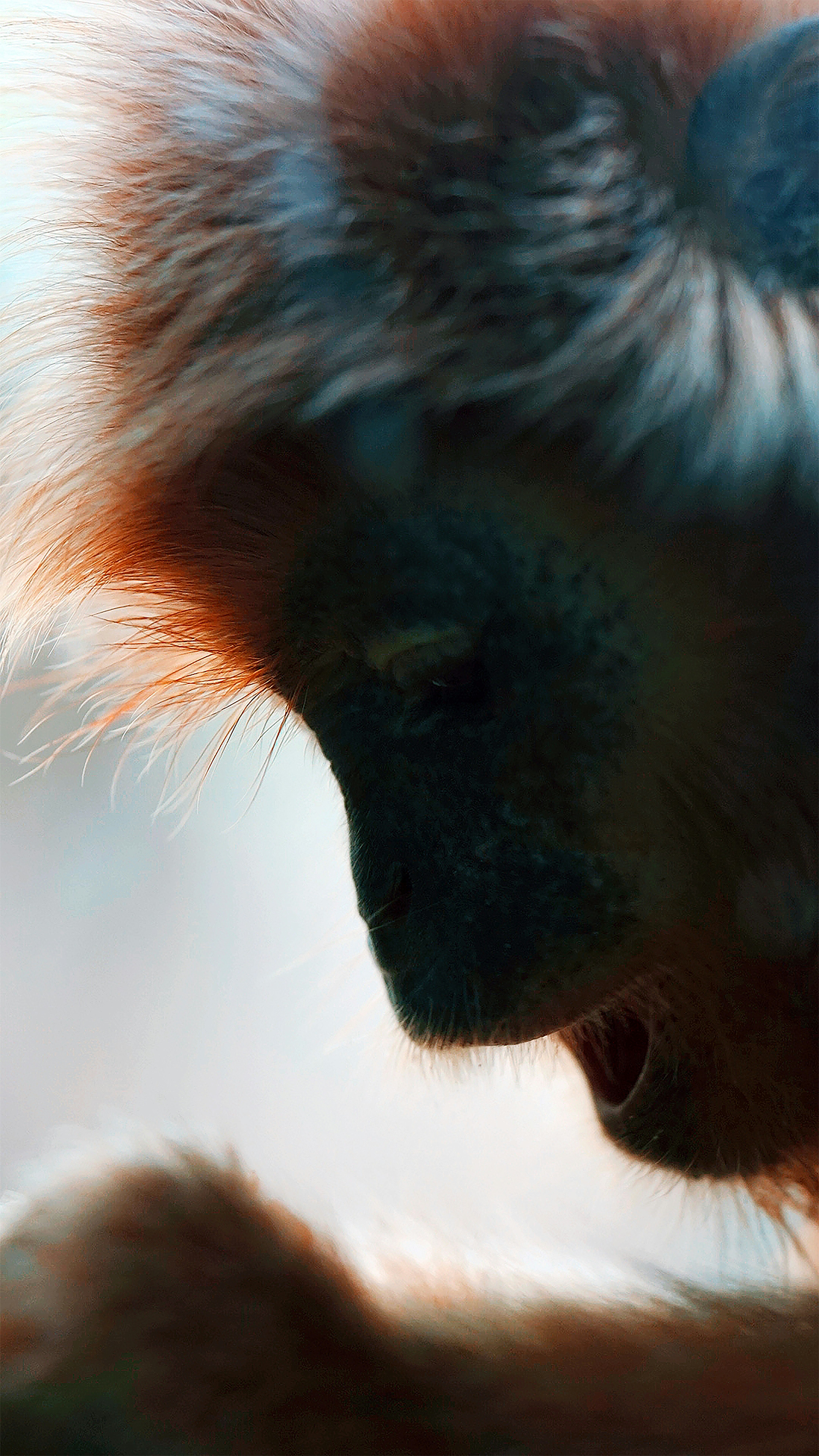 brown and black monkey on tree branch