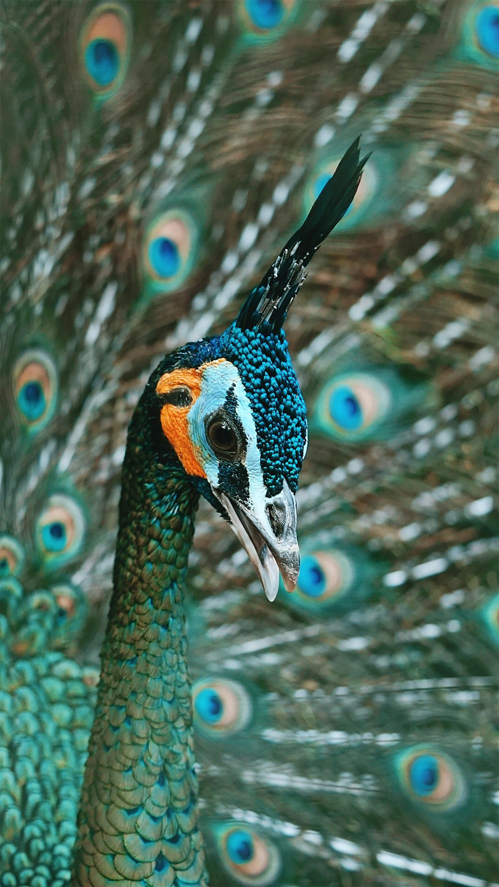 blaubrauner und grüner Pfau