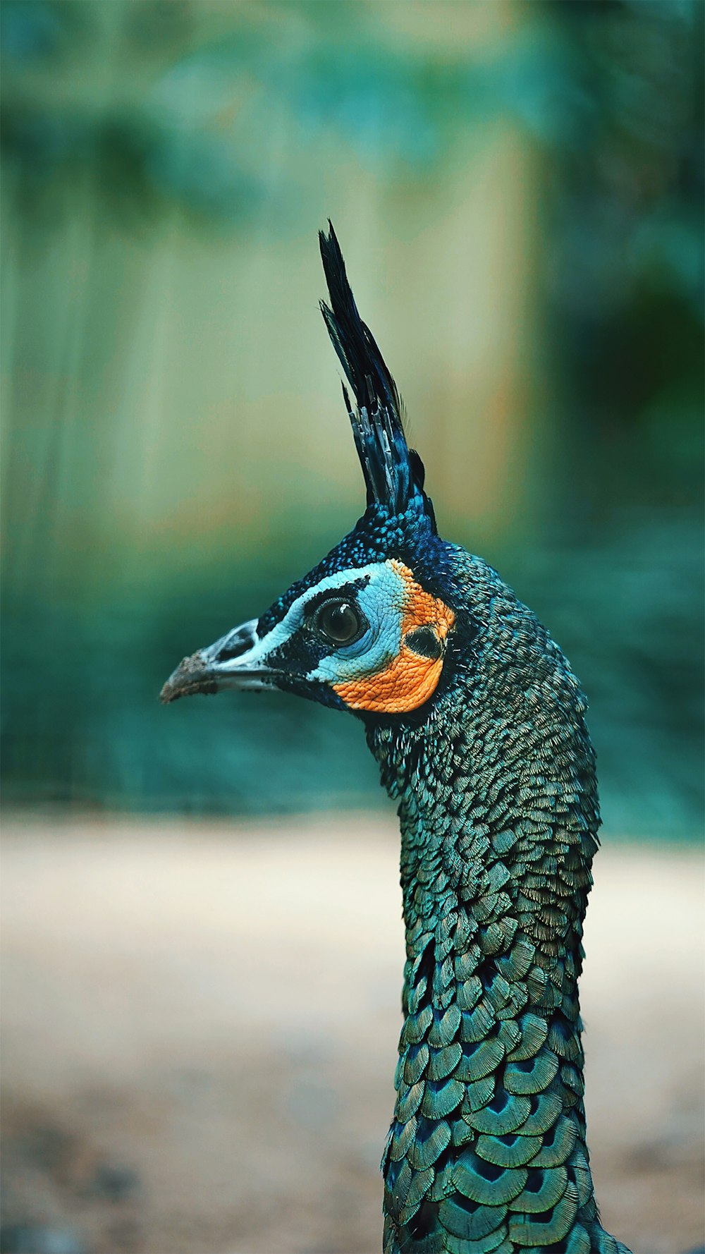 blue and brown peacock in close up photography