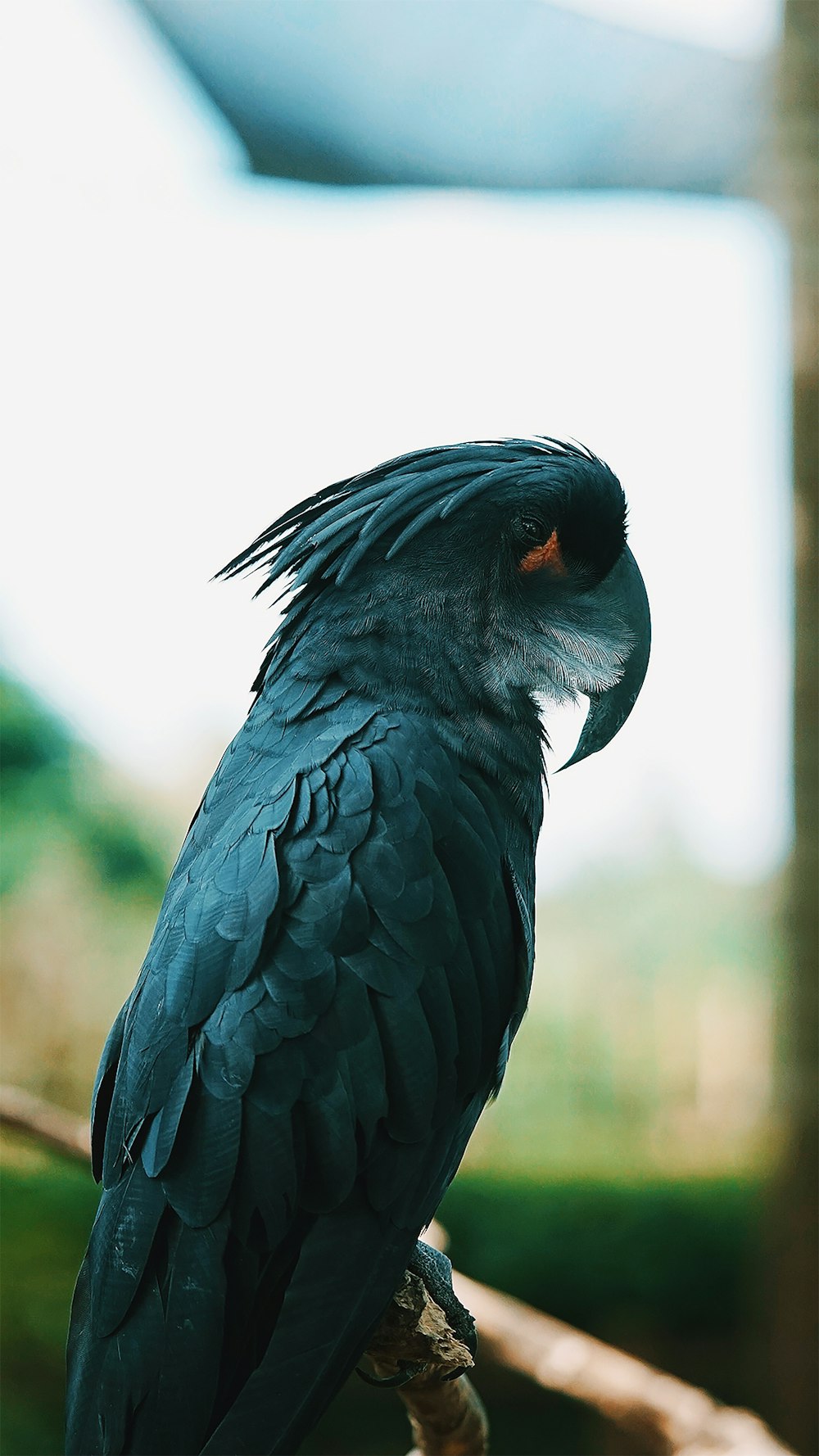 Schwarzer Vogel in Nahaufnahmen