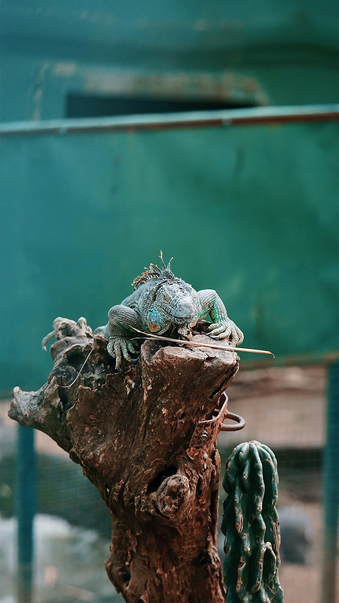 green and white frog on brown wood