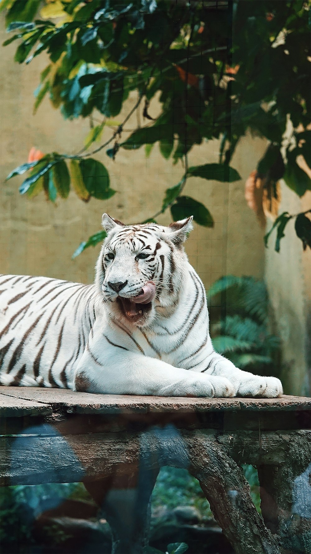 Weißer Tiger liegt am Boden