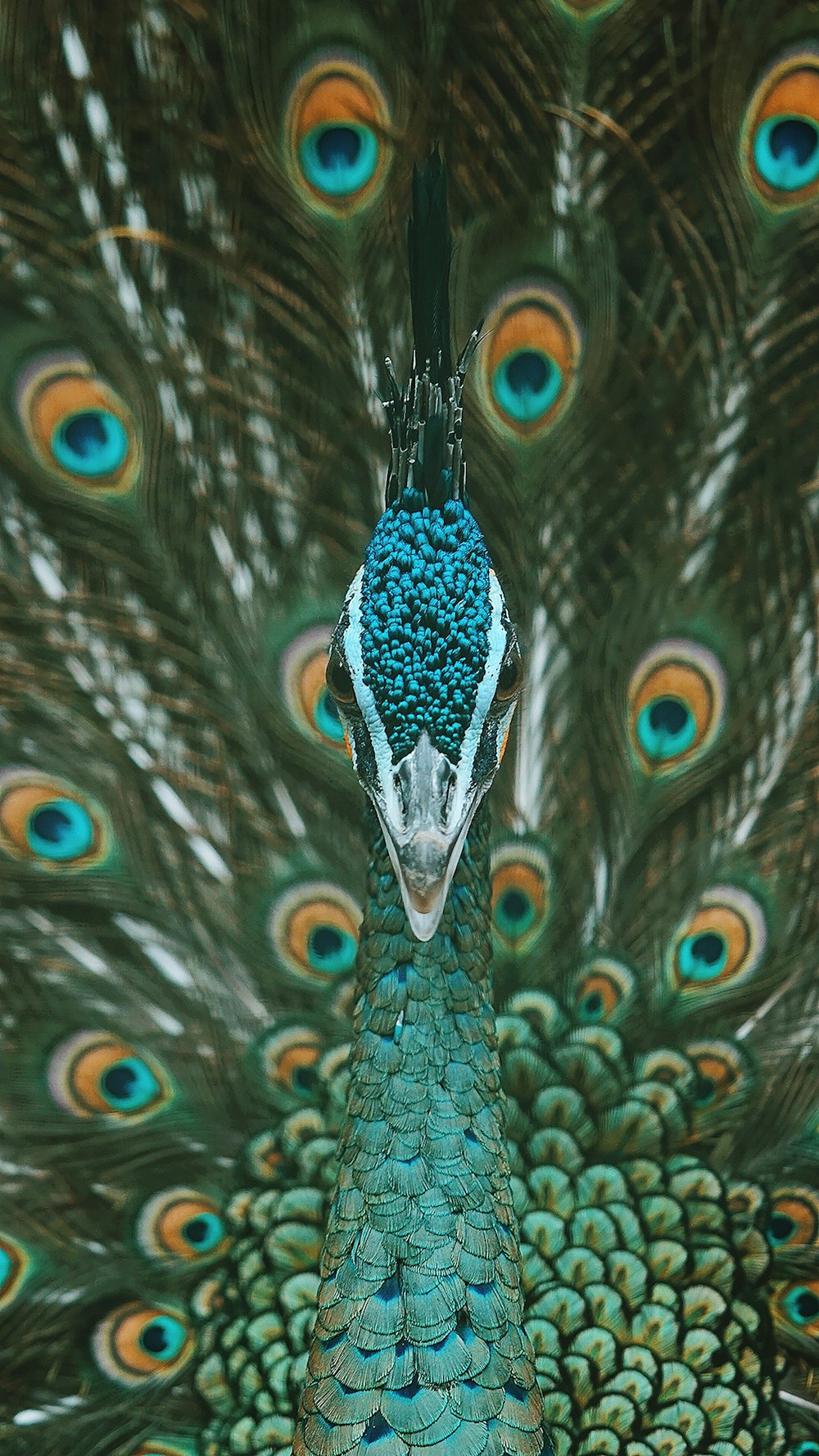 blue and brown peacock on green grass field