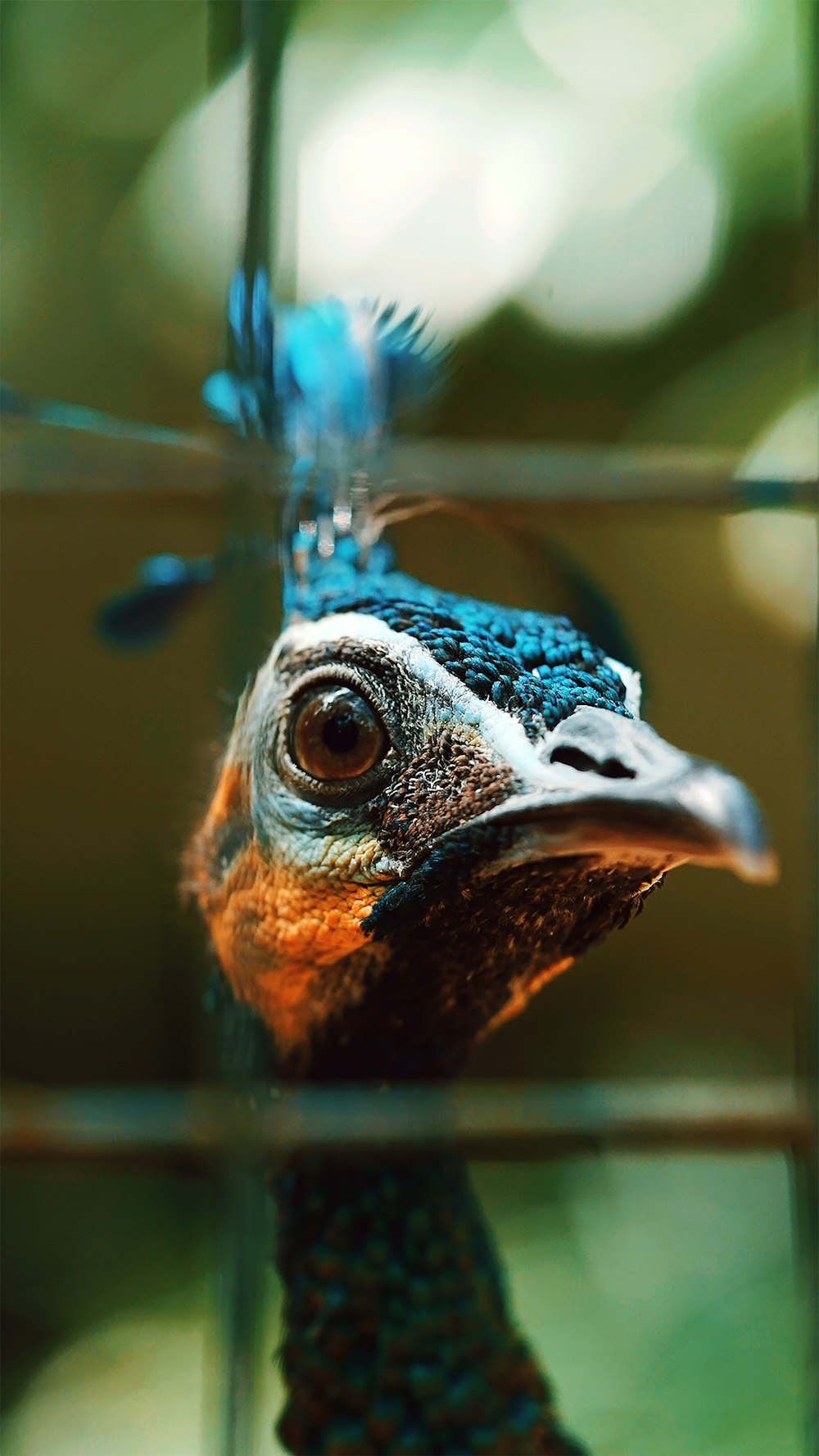 brown and blue peacock in close up photography