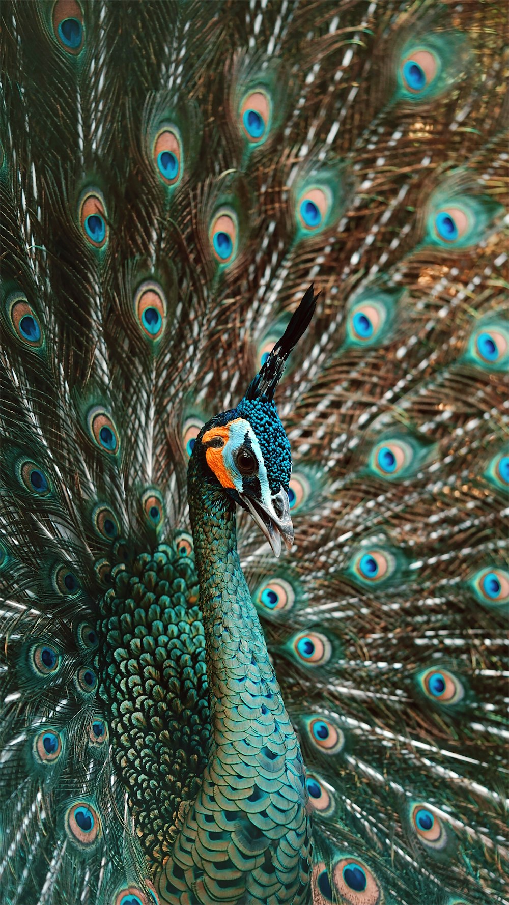 brown and blue peacock feather