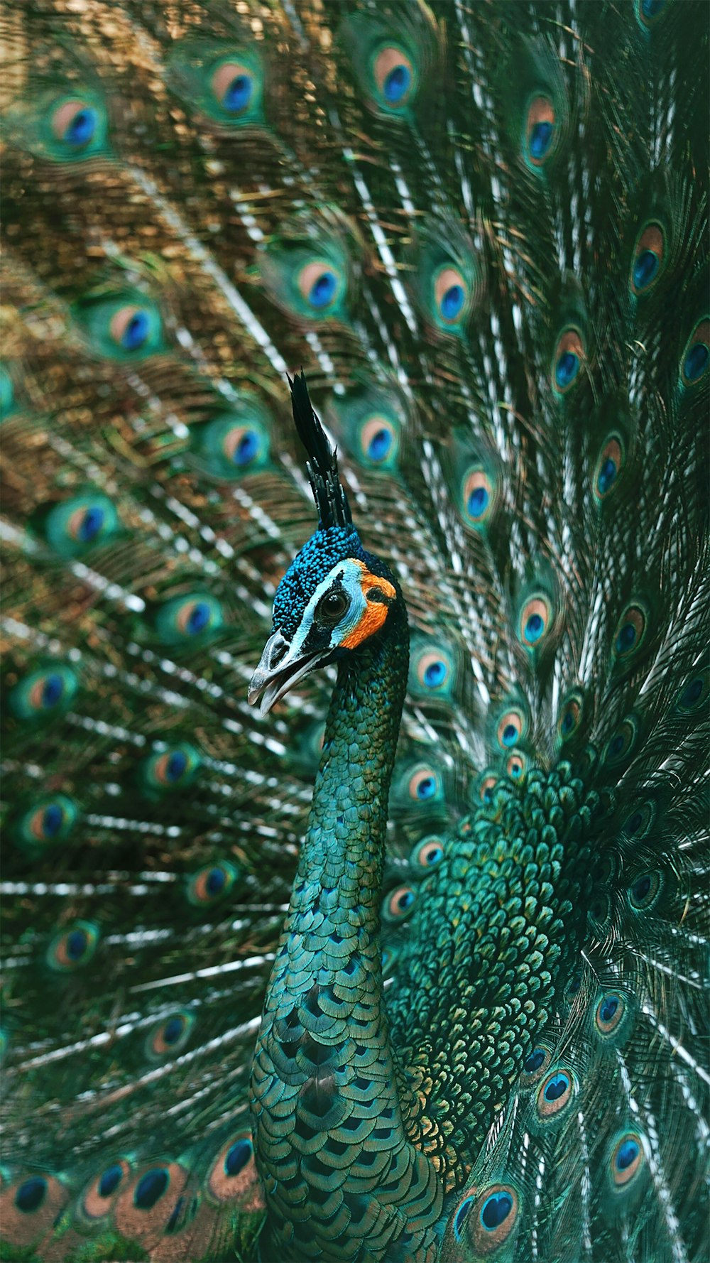 pena de pavão azul e marrom