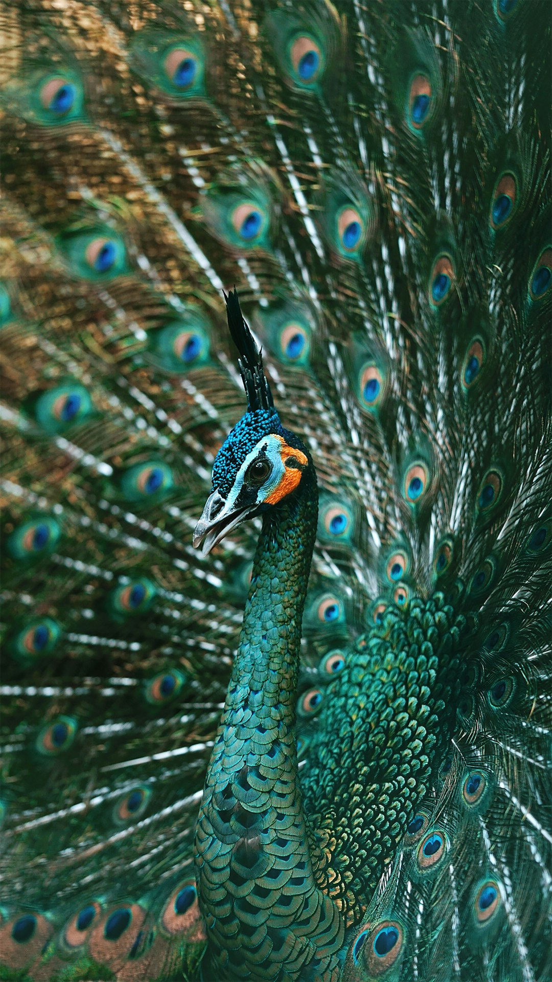  blue and brown peacock feather peacock