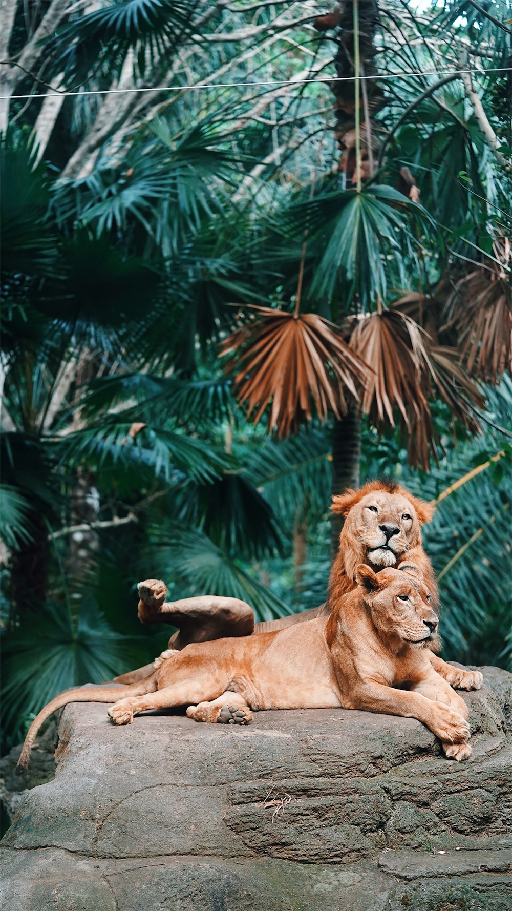 lion lying on rock near green palm tree during daytime