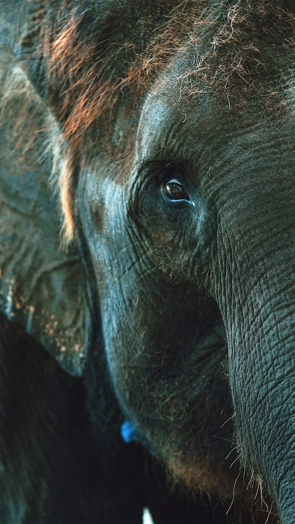 close up photo of elephant