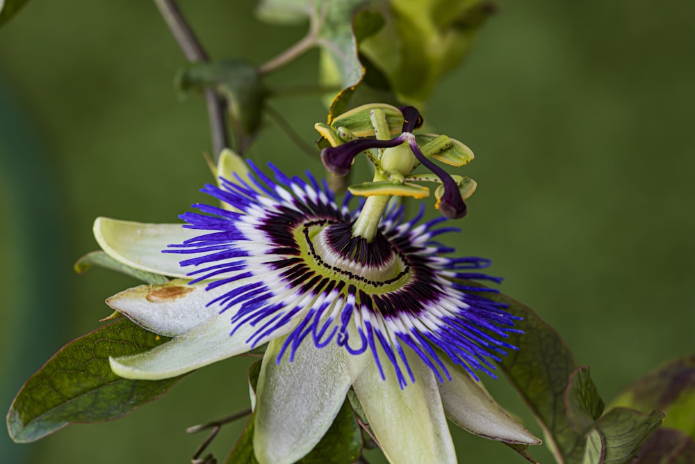 マクロ撮影の紫と白の花