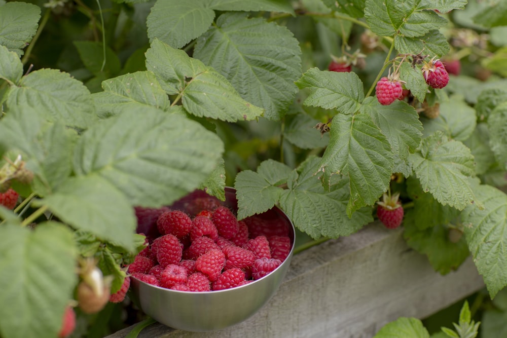 red raspberry on gray steel bowl