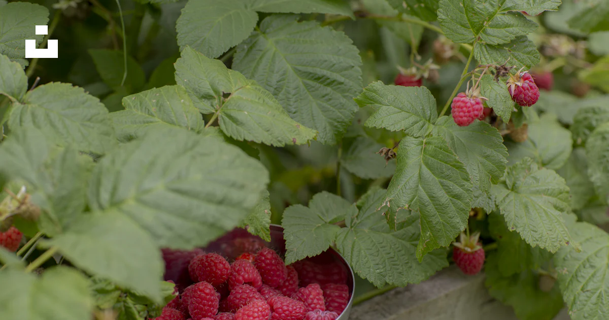 Stahl Red Raspberry Red raspberry on gray steel bowl photo – Free Chernovtsy Image on Unsplash