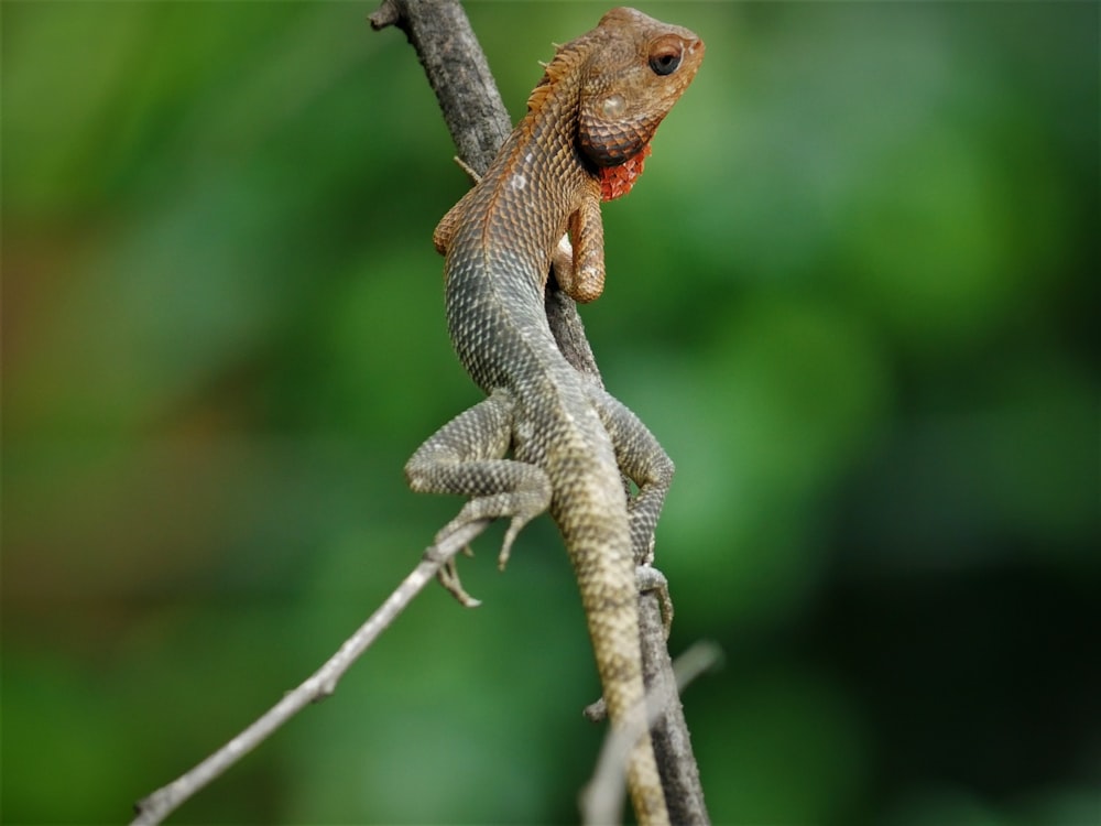 red and black lizard on brown tree branch during daytime