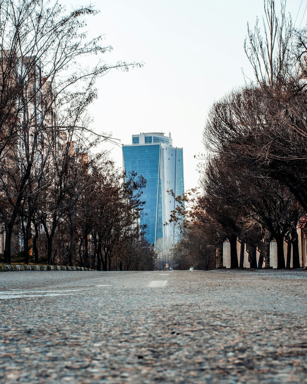 Árboles desnudos cerca de edificios de gran altura durante el día