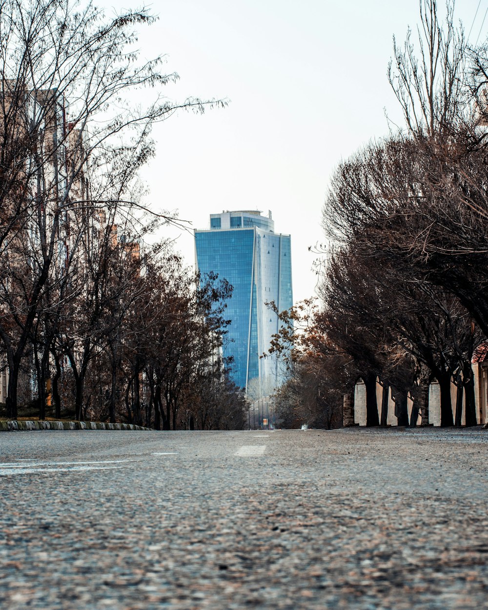 bare trees near high rise building during daytime