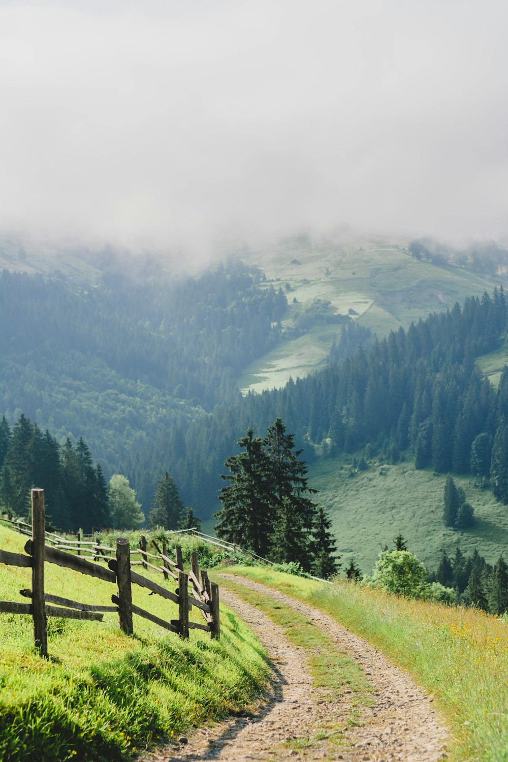 green pine trees on green grass field near mountain during daytime