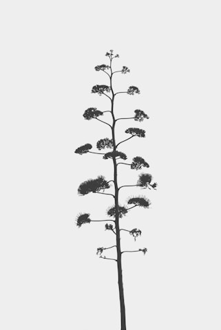 A minimalist black-themed photo of a lone tree silhouetted against a dark sky.