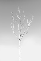 A minimalist landscape with a lone tree against a charcoal grey sky.