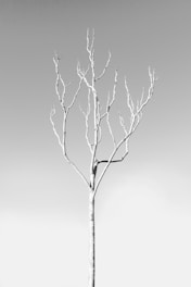 Cover image of a novel with a minimalist design featuring a lone tree against a pale background.