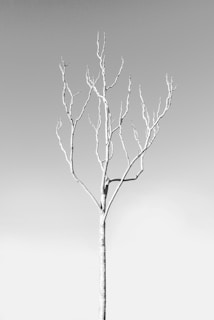 A minimalist landscape with muted tones and a lone tree against a charcoal grey sky.