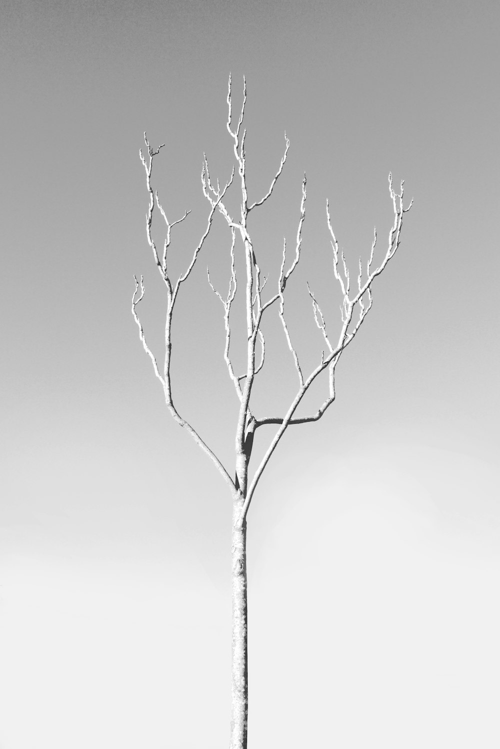 leafless tree under white sky