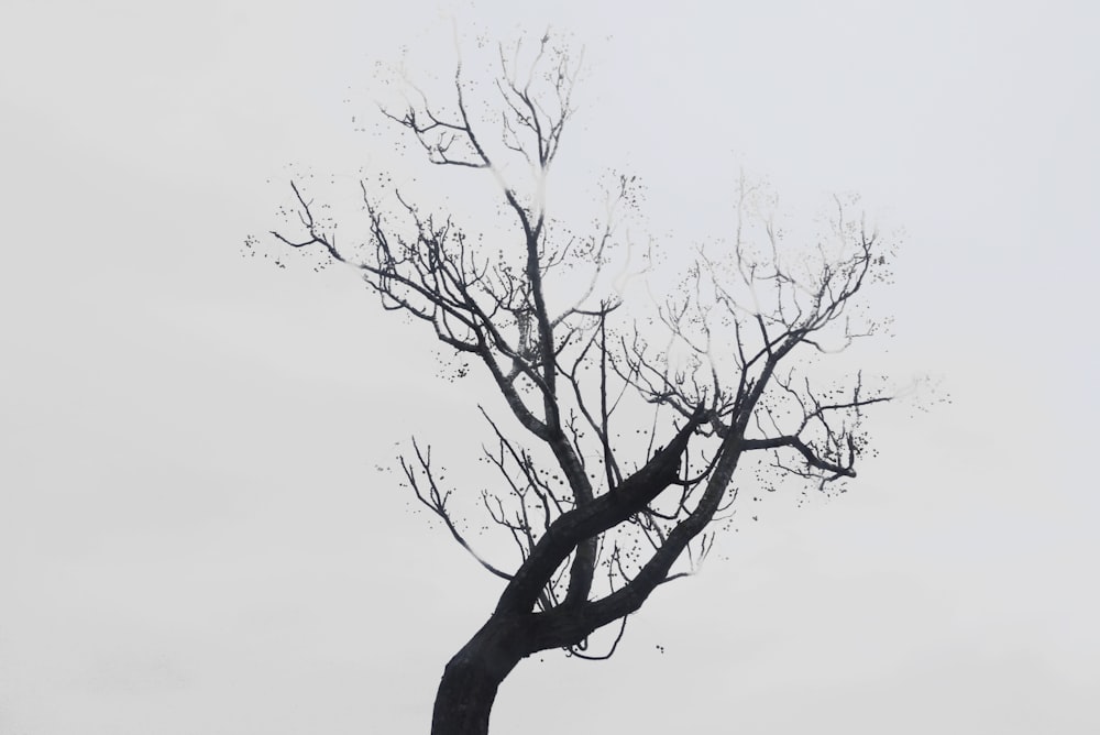 árbol sin hojas bajo el cielo blanco