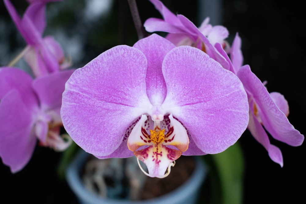 purple moth orchid in bloom during daytime