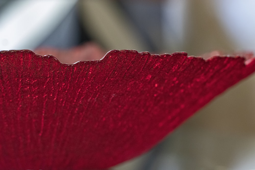 red flower in close up photography