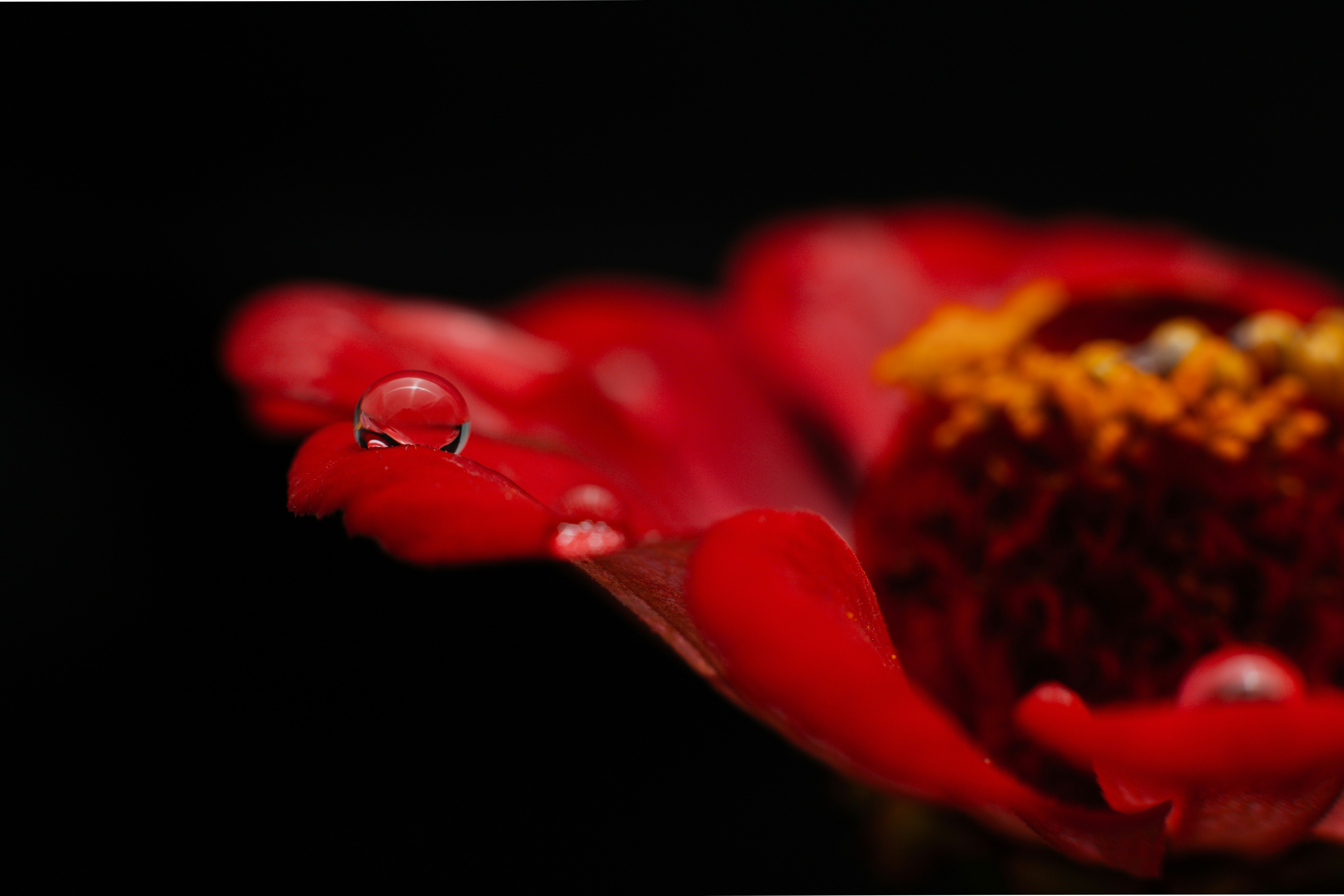 Photo by macroartz